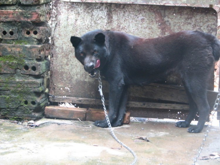 Собака дуй Вьетнам