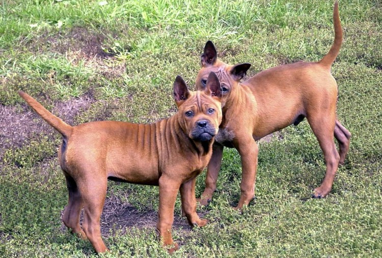 Динго Вьетнам