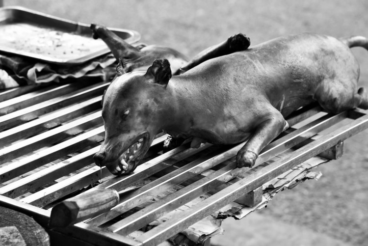 Котопес породы хмонг