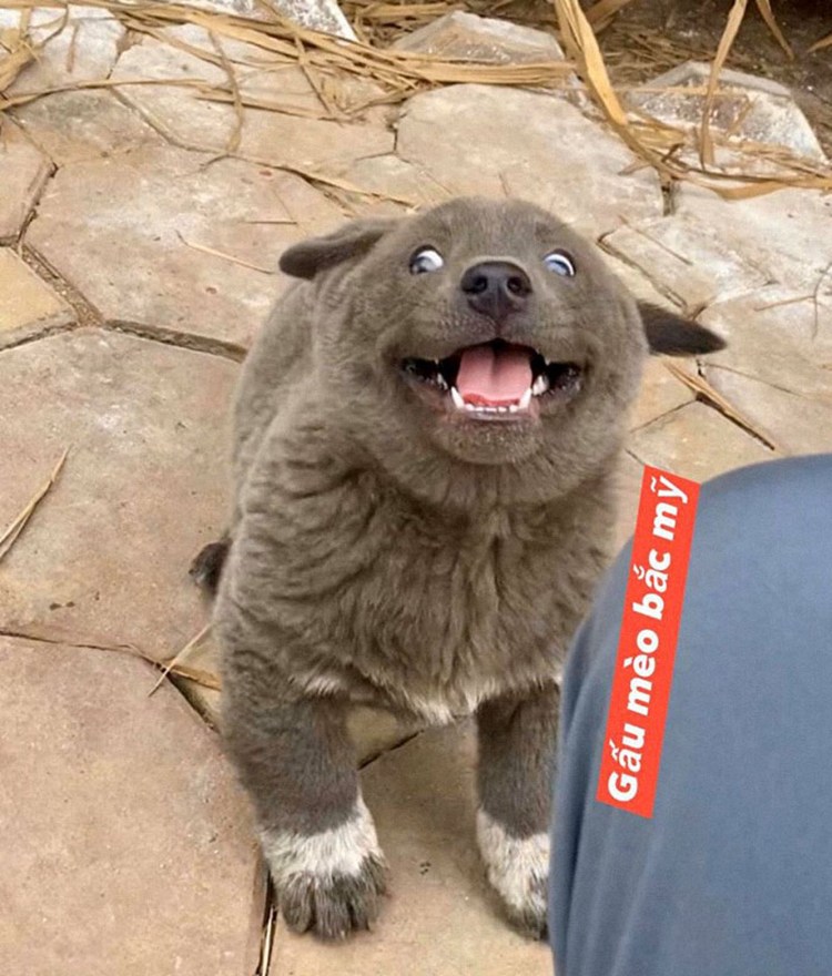 Куцехвостый хмонг