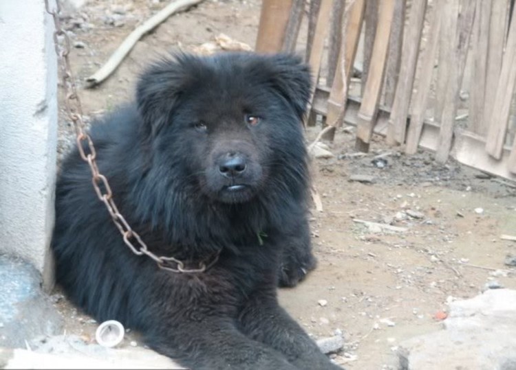 Котопес собака хмонг