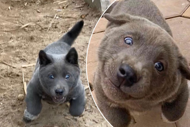 Китайская собака долгожитель