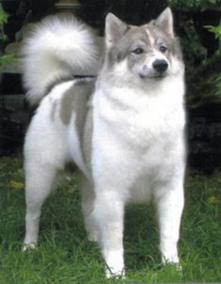 Вьетнамский риджбек