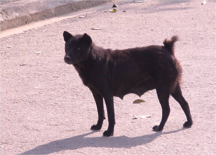 Тайская овчарка