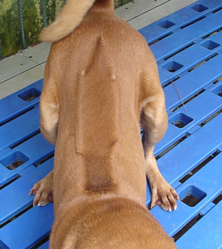 Ньюф тибетский мастиф