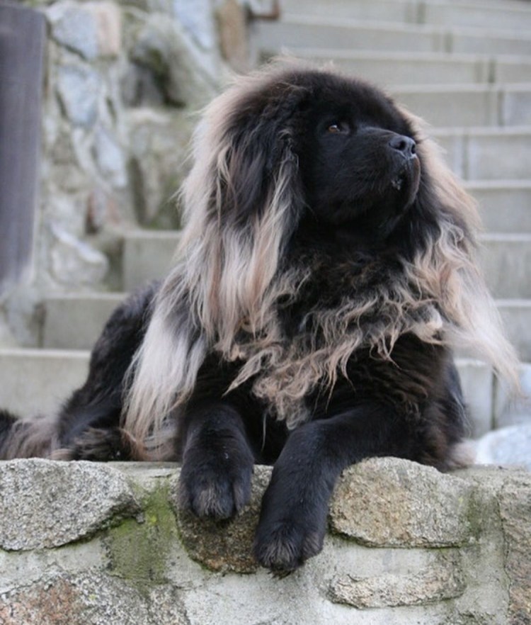 Тайский риджбек