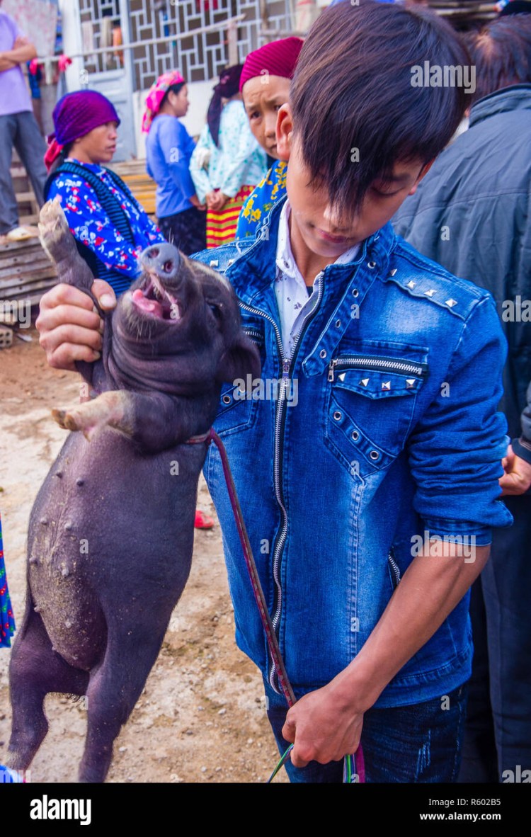 Котопес хмонг