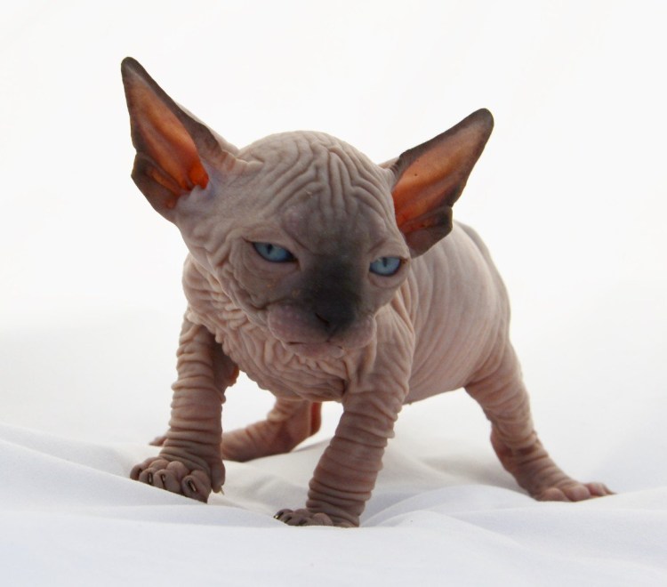 Канадский сфинкс