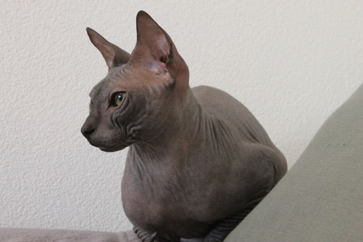 Старый сфинкс