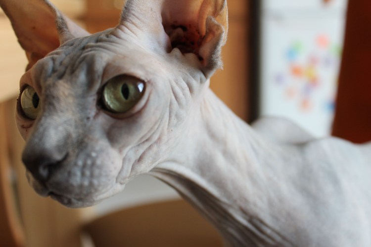 Старый сфинкс