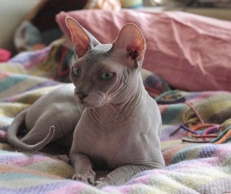 Сфинкс Калико