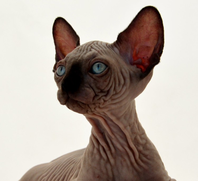 Сфинкс порода кошек леопардывае