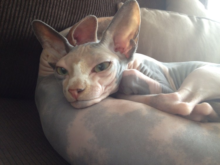 Донской сфинкс старый