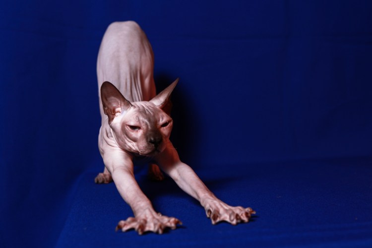 Фото кошки Скандинавский стастельер черной