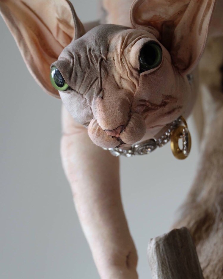 Лысая кошка сфинкс