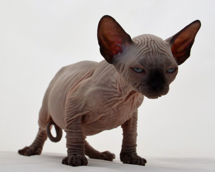 Канада сфинкс