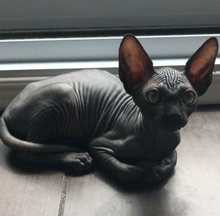 Донской сфинкс толскты