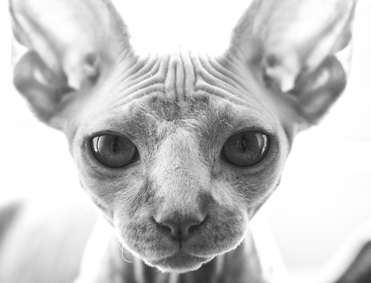 Два сфинкса