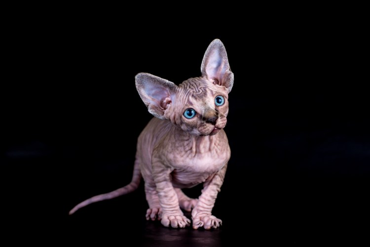 Донской сфинкс