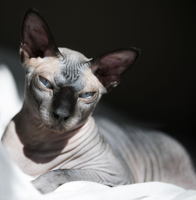 Сфинкс обои