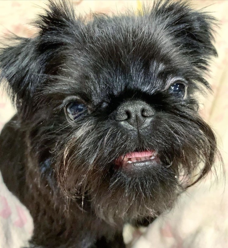 Брюссельский гриффон