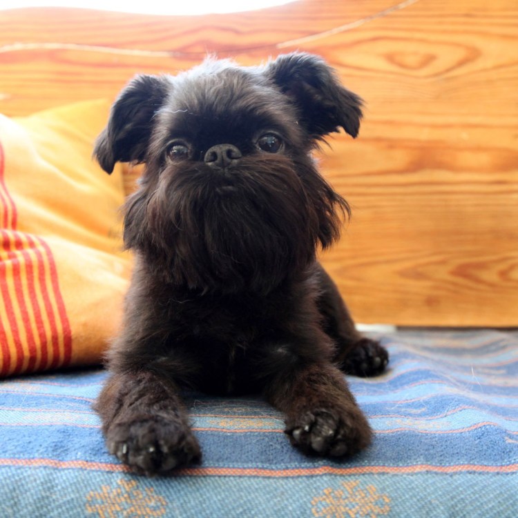 Гриффон собака лысый