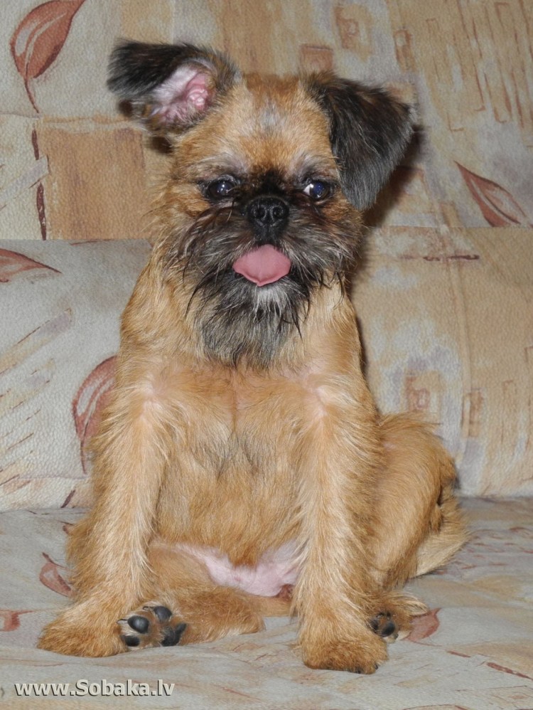 Грифон брюссельская собака