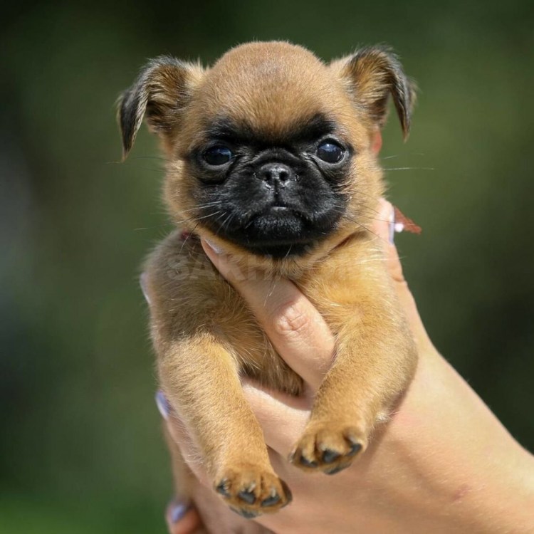 Бельгийский гриффон кальмар