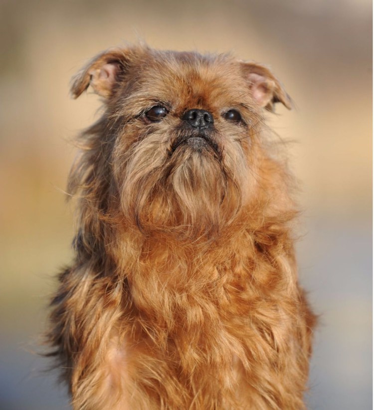 Брюссельский гриффон