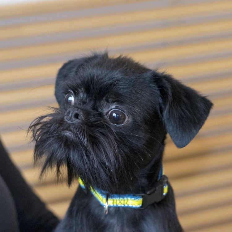 Брюссельский Грифон или бельгийский гриффон