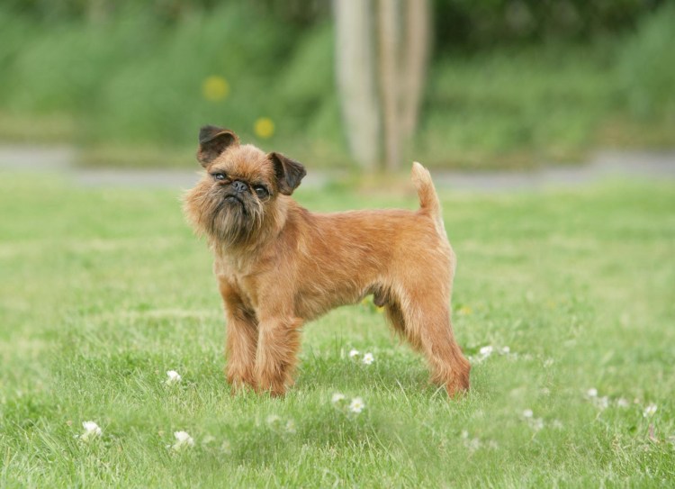 Гриффон Пти брабансон