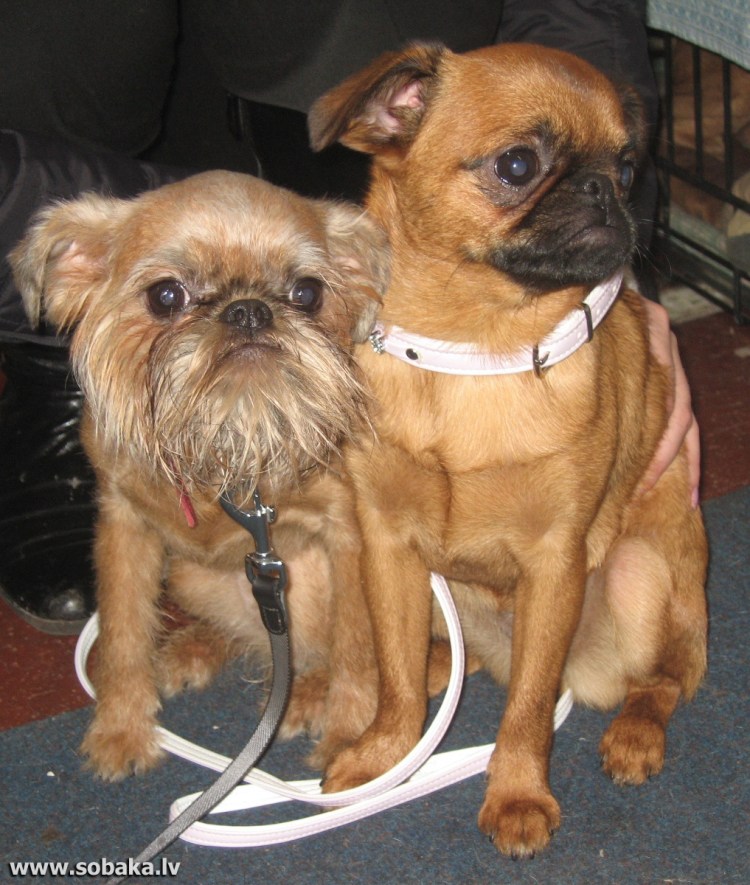 Брюссельский гриффон