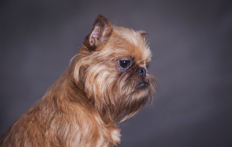 Брюссельский гриффон гладкошерстный