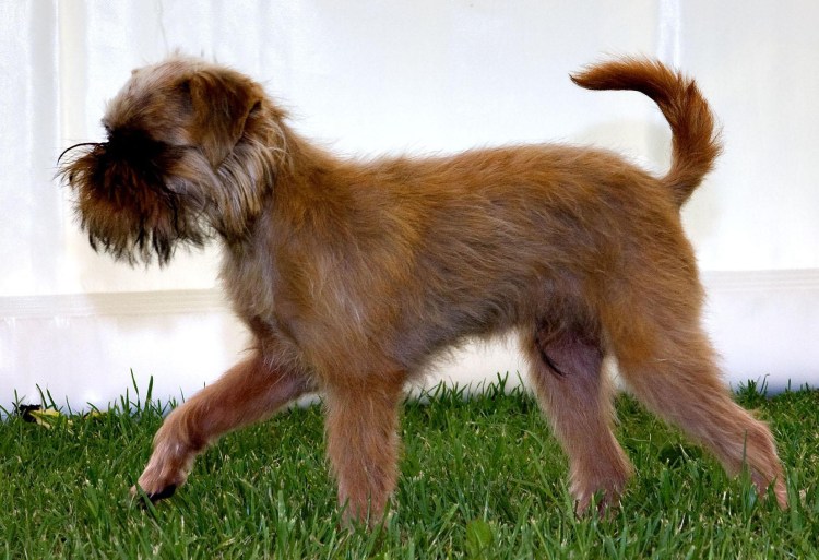Бельгийский гриффон