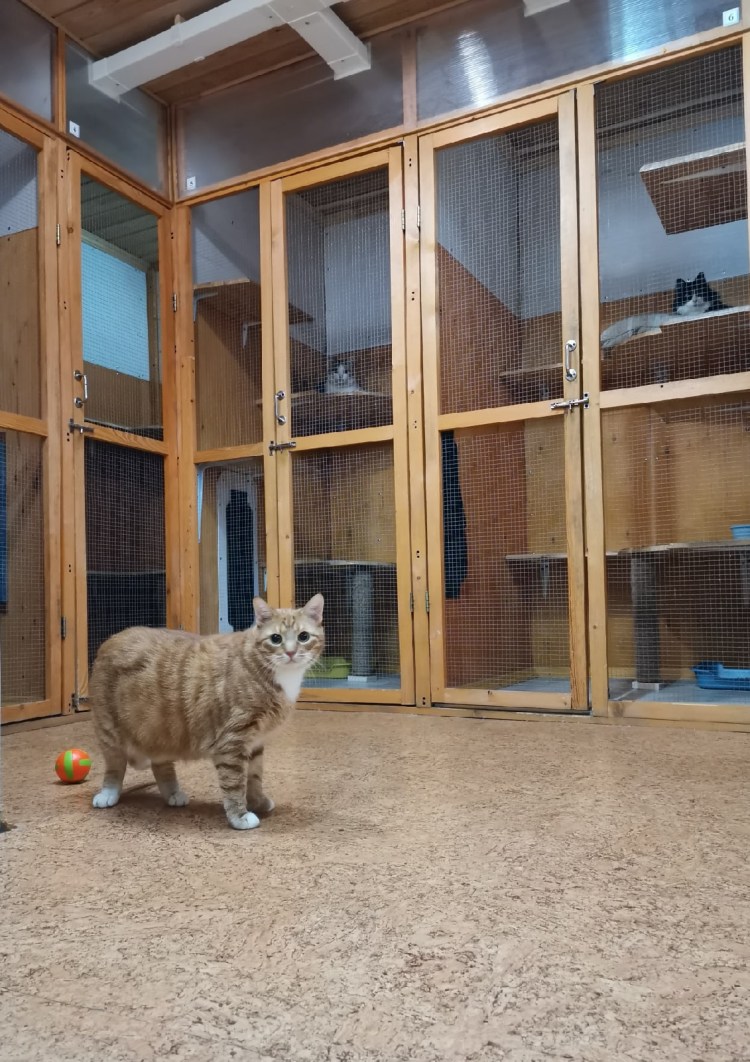 Квартирная передержка для кошек