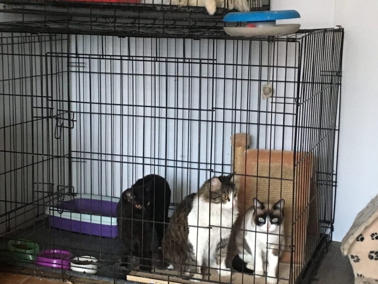 Коряково Кострома приют для животных