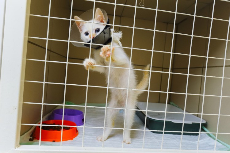 Ветеринарная гостиница для кошек