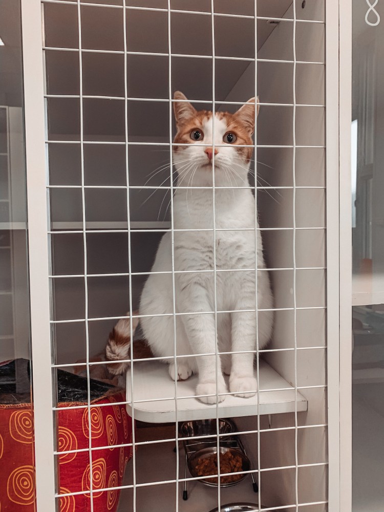 Передержка кошек фото