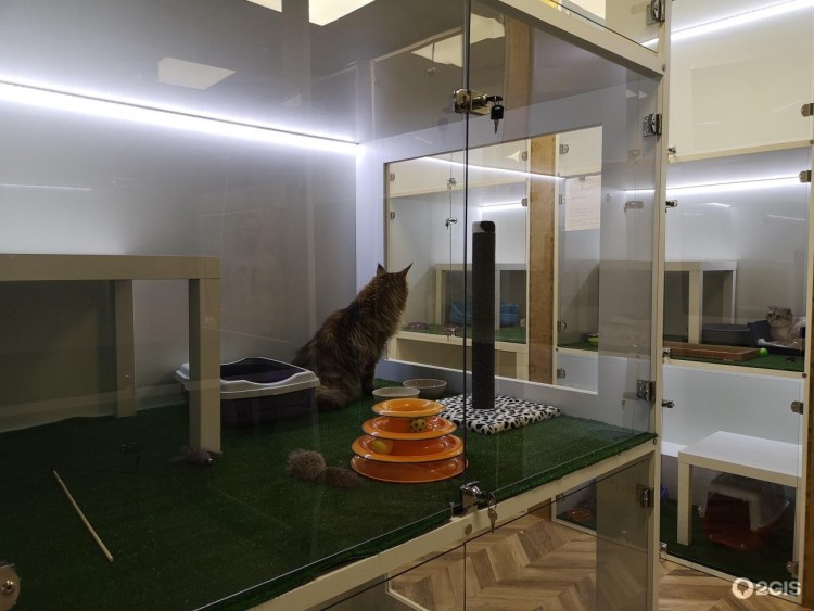 Передержка для кошки с котятами