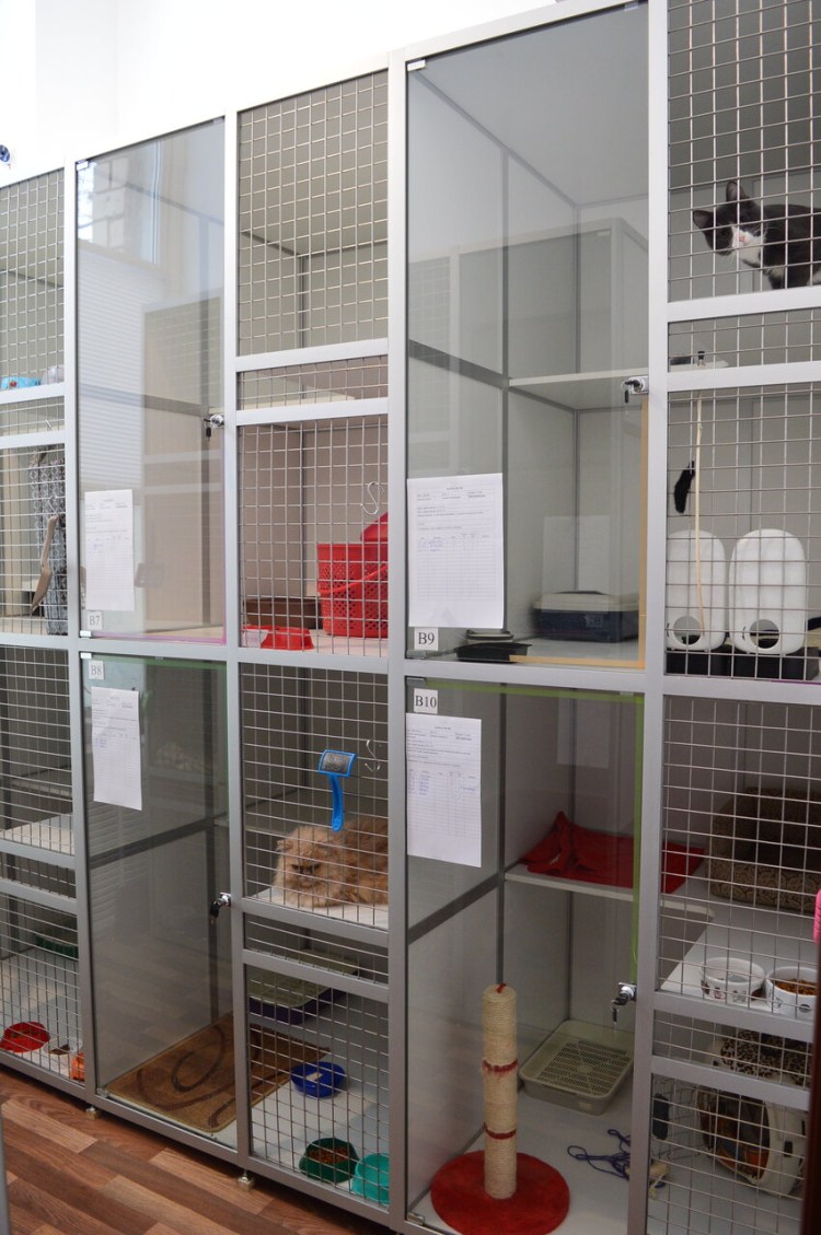 Отдать кота на передержку в Калужской области