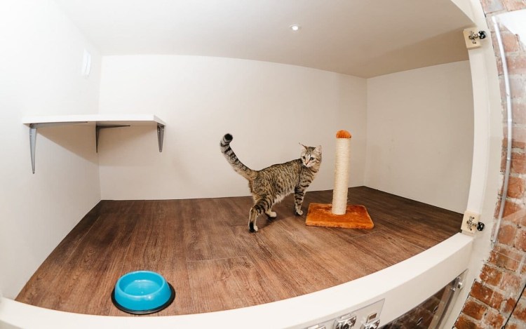 Гостиница для собак в Москве