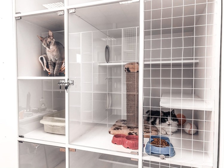 Зоогостиница для кошек