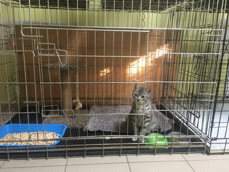 Платная передержка