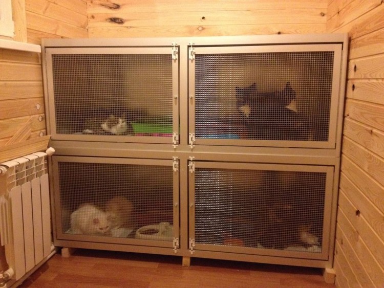 Вольеры для кошек в приюте