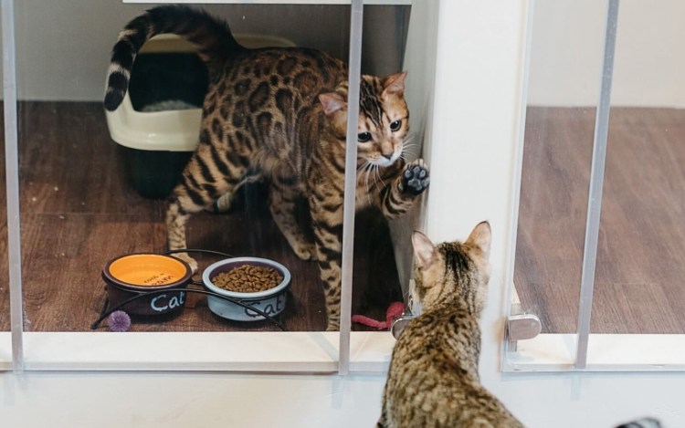 Бонифаций отель для кошек