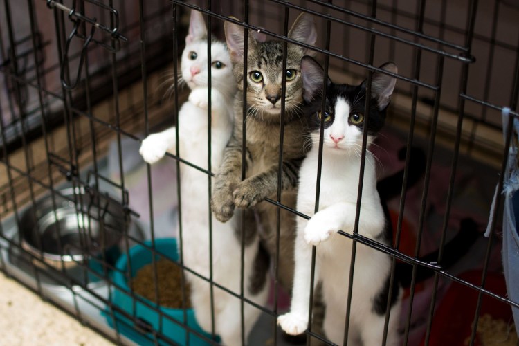 Дэван кошка