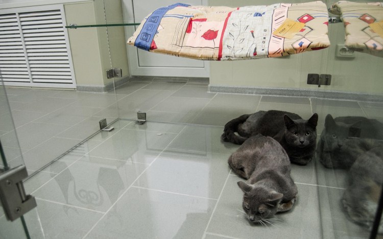 Гостиница для животных