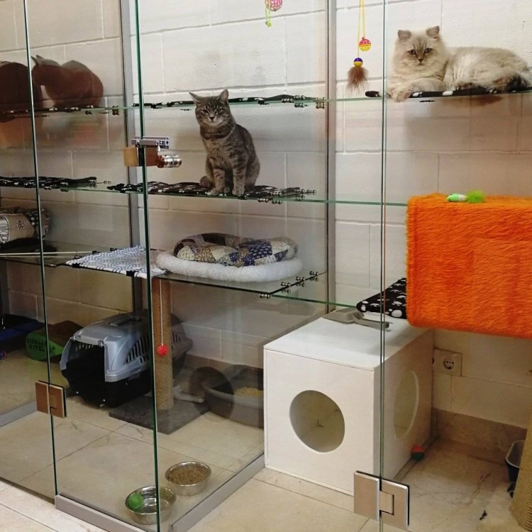 Кошкин дом приют для животных в Кургане