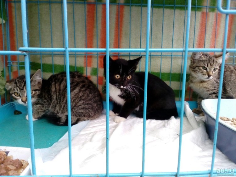 Передержка кошек в Новосибирске фото кошек
