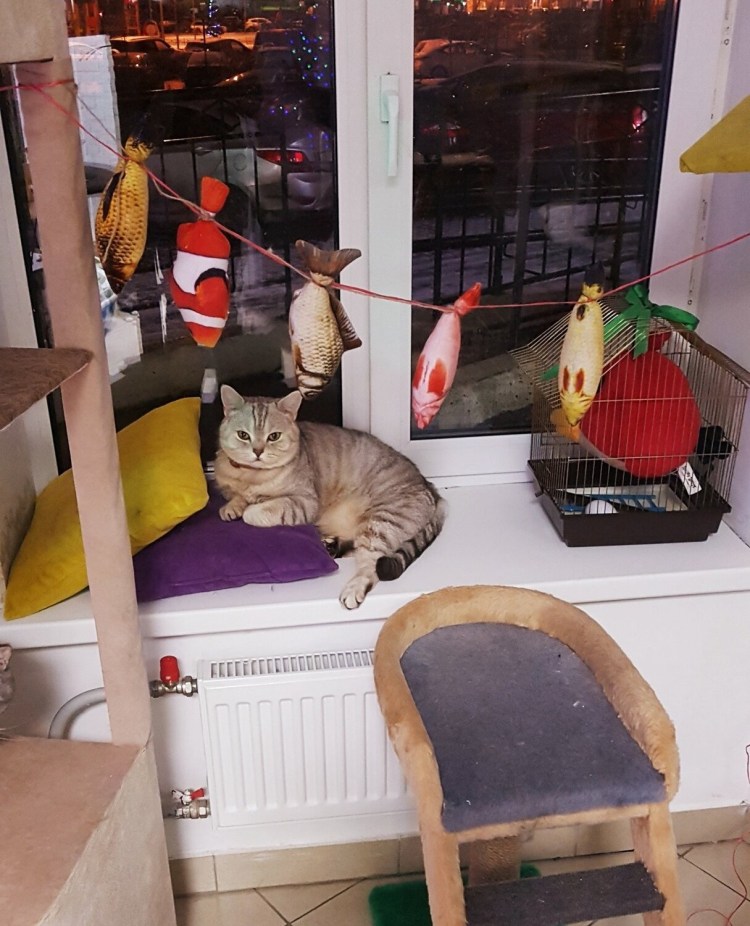 Зоогостиница/передержка животных